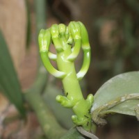 Vanilla planifolia Andrews